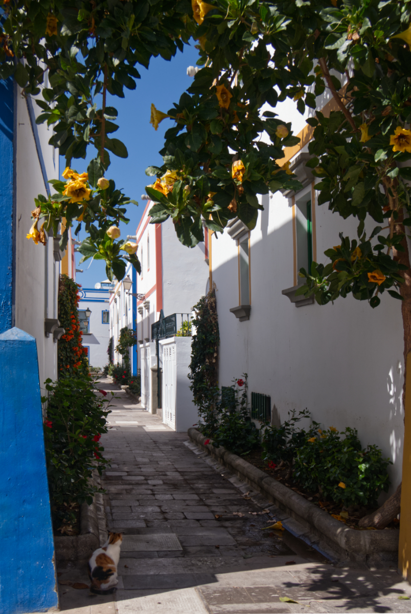 Cat in the Alley P1120622