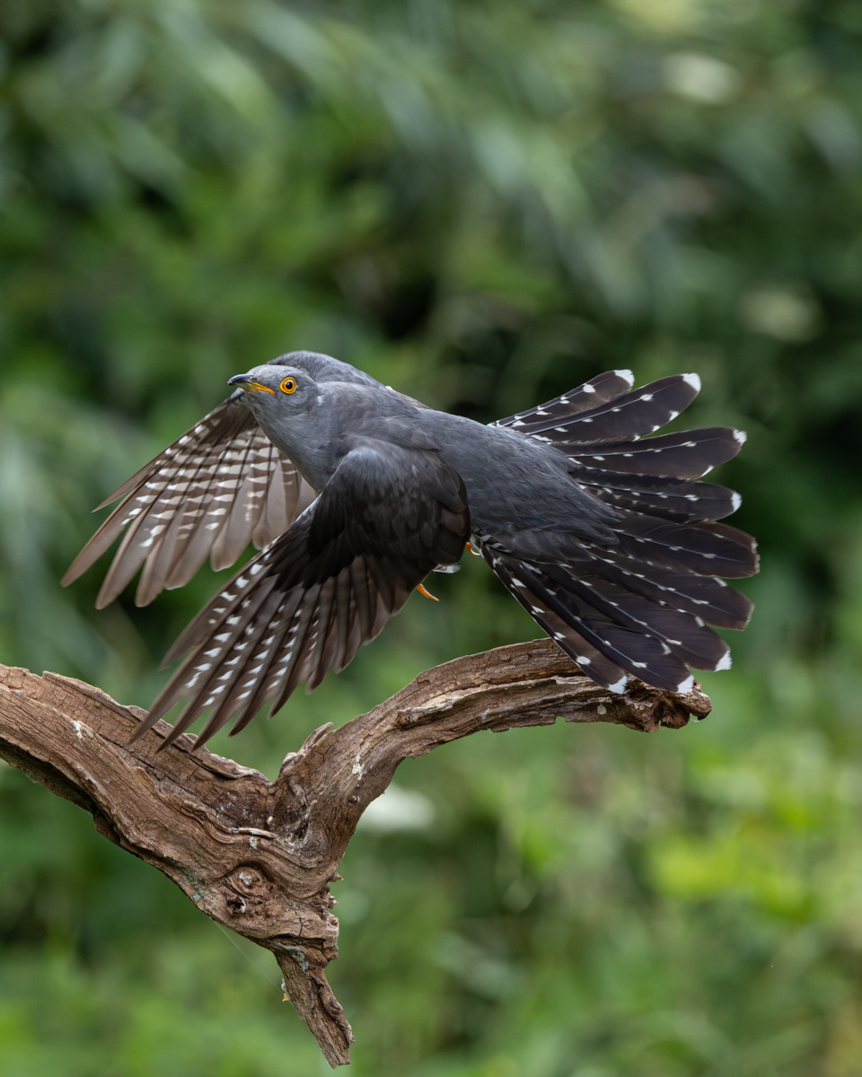 CUCKOO by Patrick Wallis