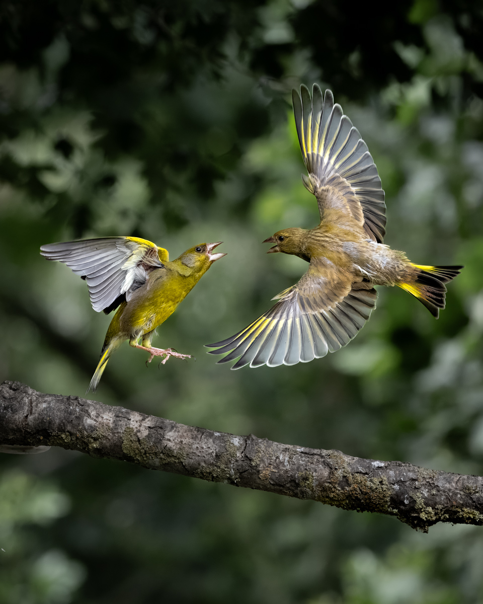 GREENFINCH BATTLE by Patrick Wallis