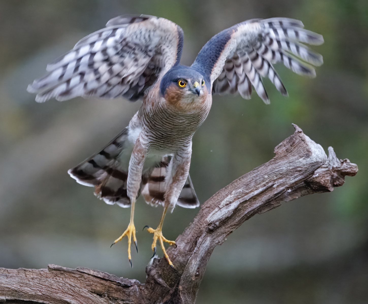 SPARROWHAWK by Patrick Wallis