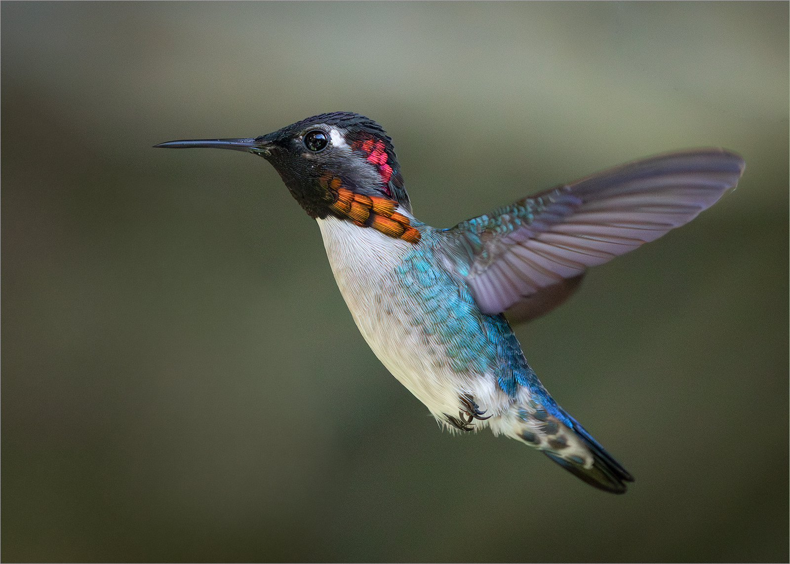 BEE HUMMINGBIRD IN MATING PLUMAGE by Sue Hartley