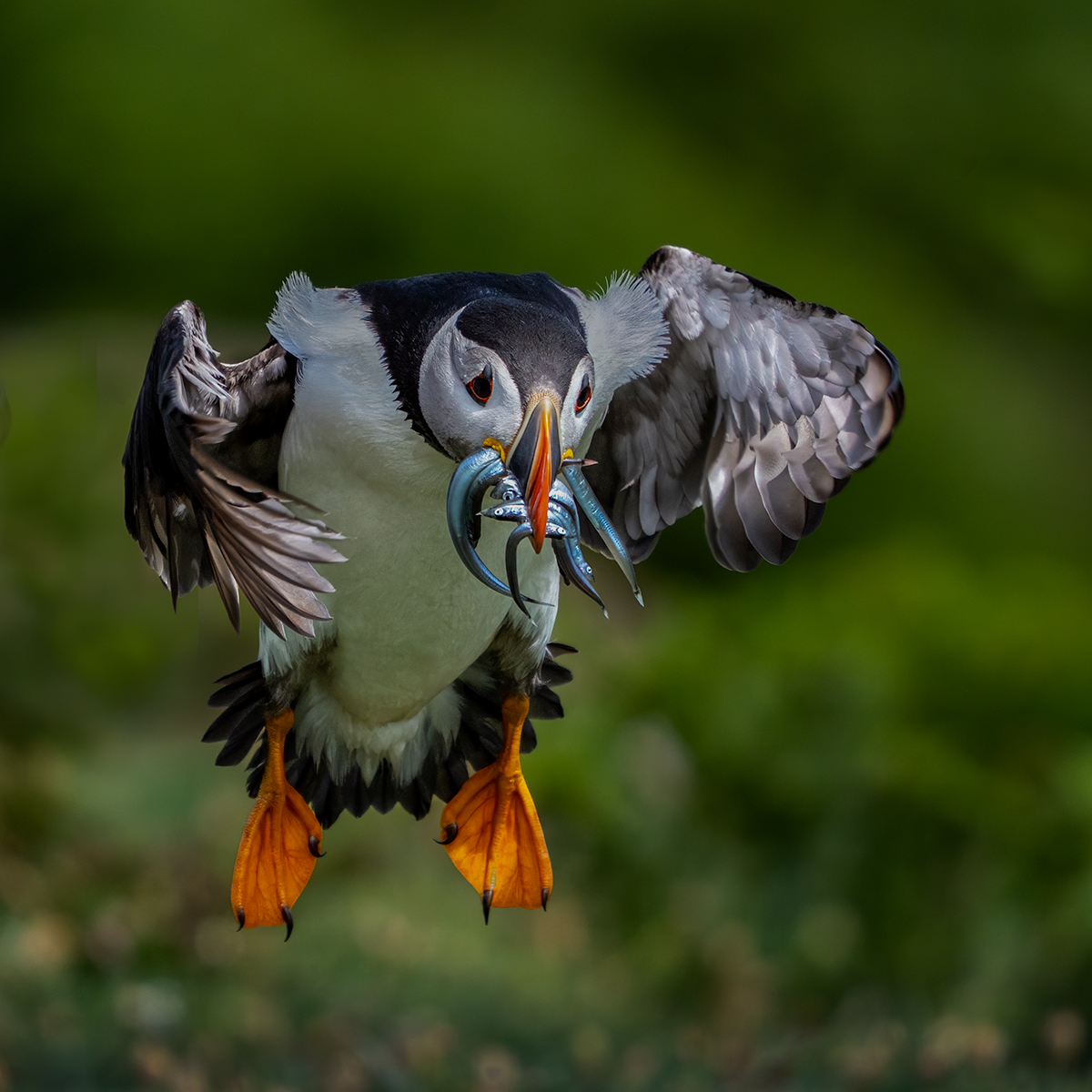 FOOD FOR THE PUFFLING by Ray Andrews