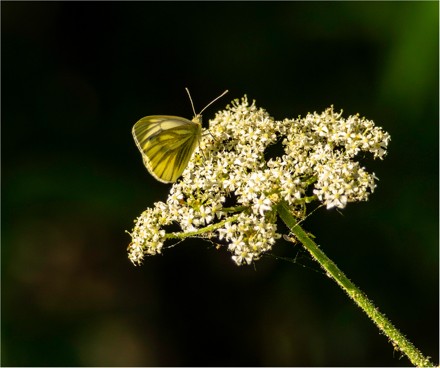 GREEN VEINED WHITE BUTTERFLY by Sue Jackson