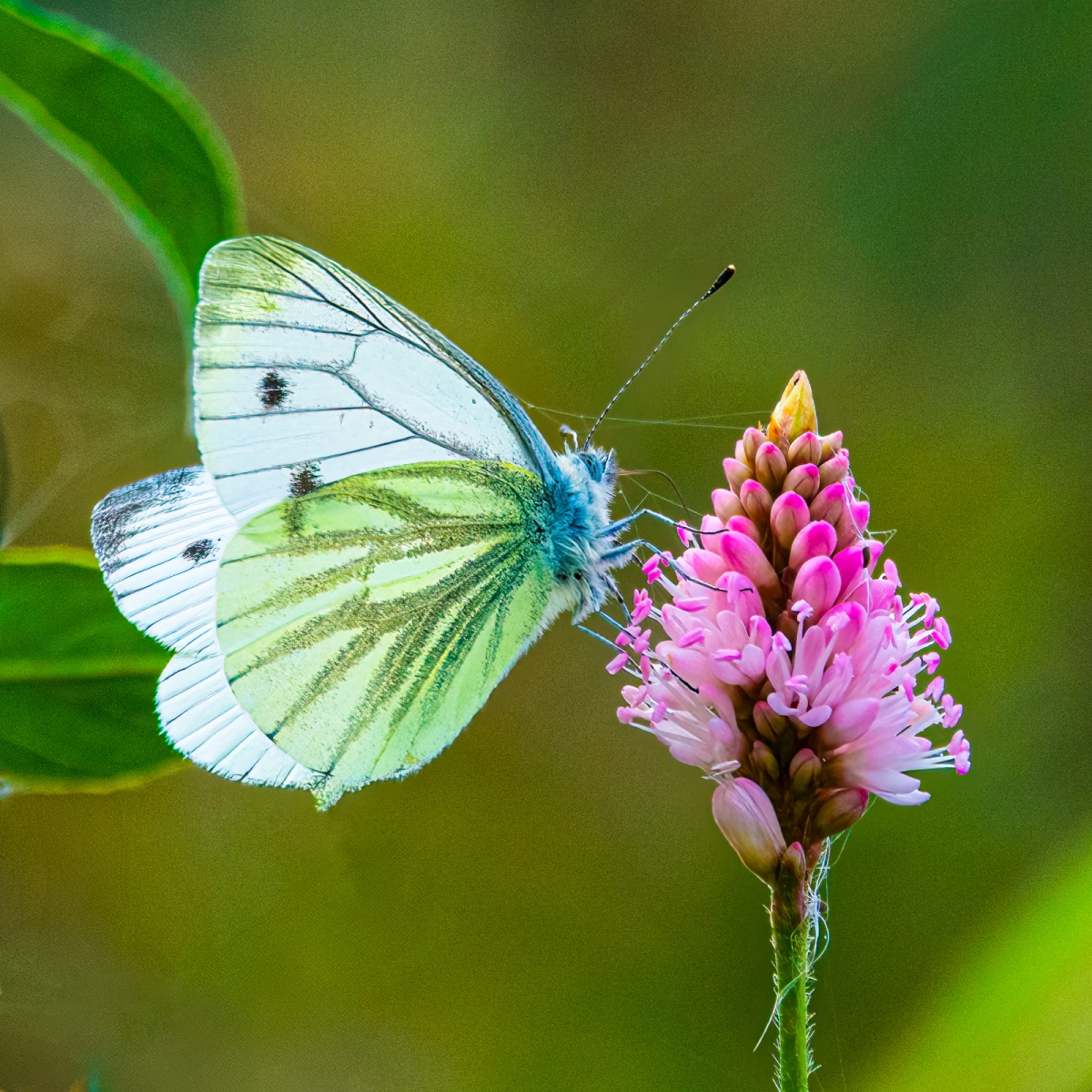 GREEN VEINED WHITE ON ORCHID by Reg Patterson
