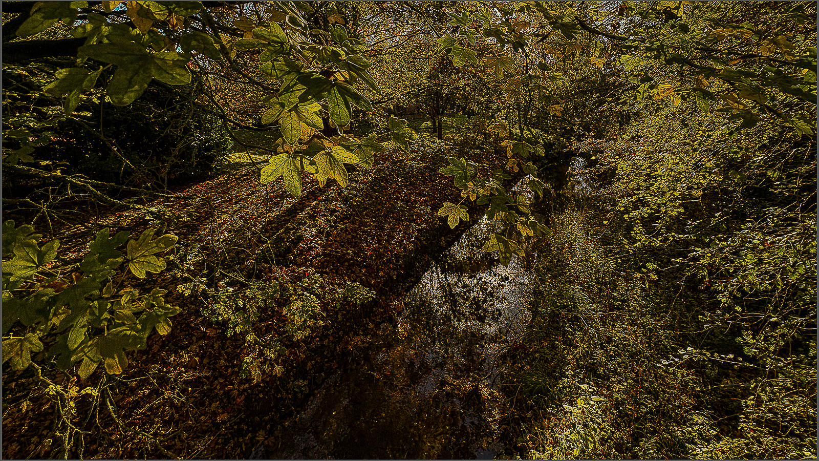 LEAFY STREAM by Andy Gibbons