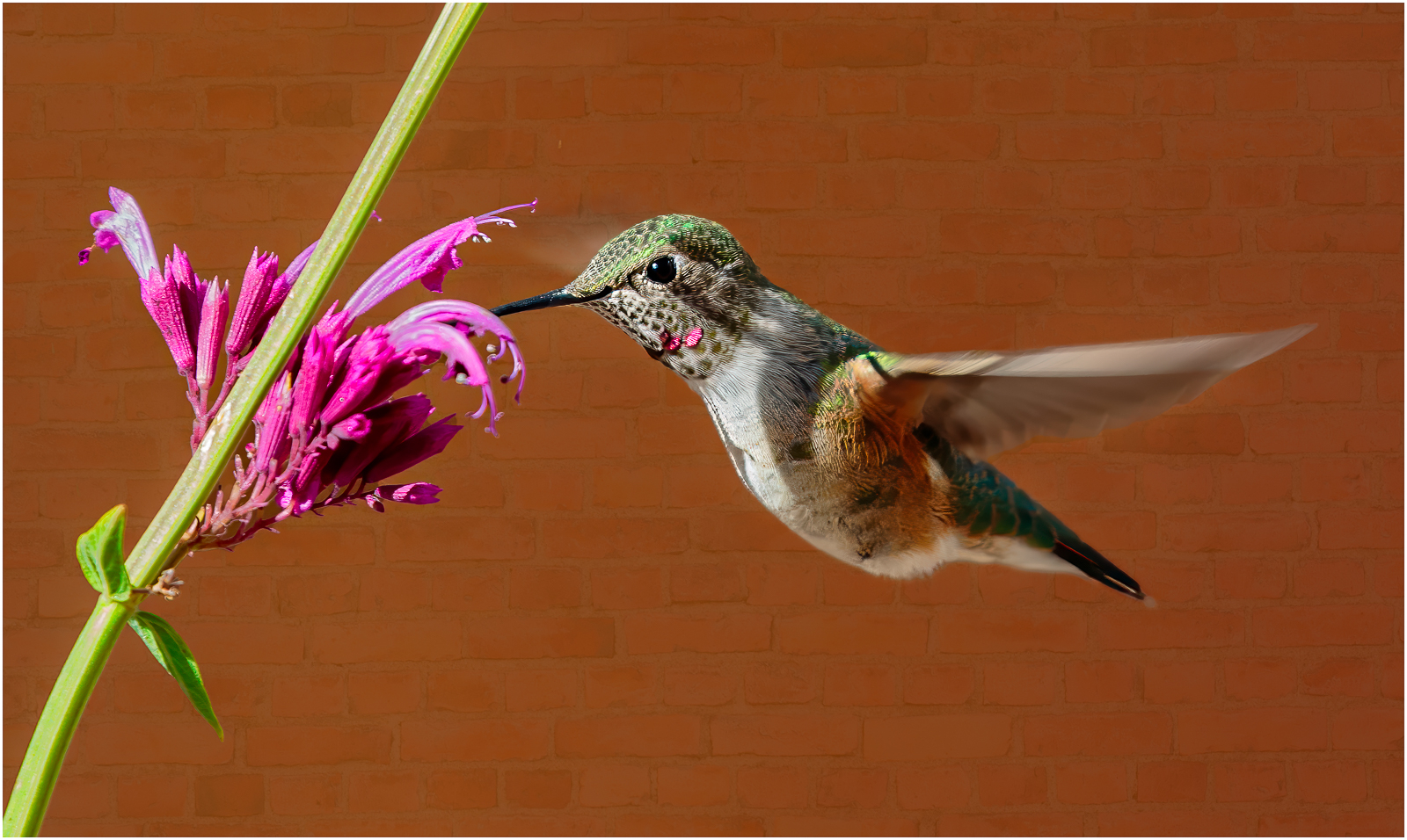 RUFOUS HUMMININGBIRD by Jack Worsnop