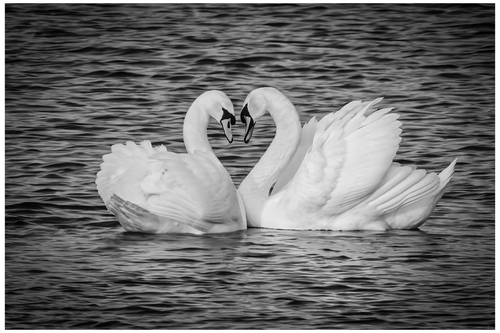 SWANS IN LOVE