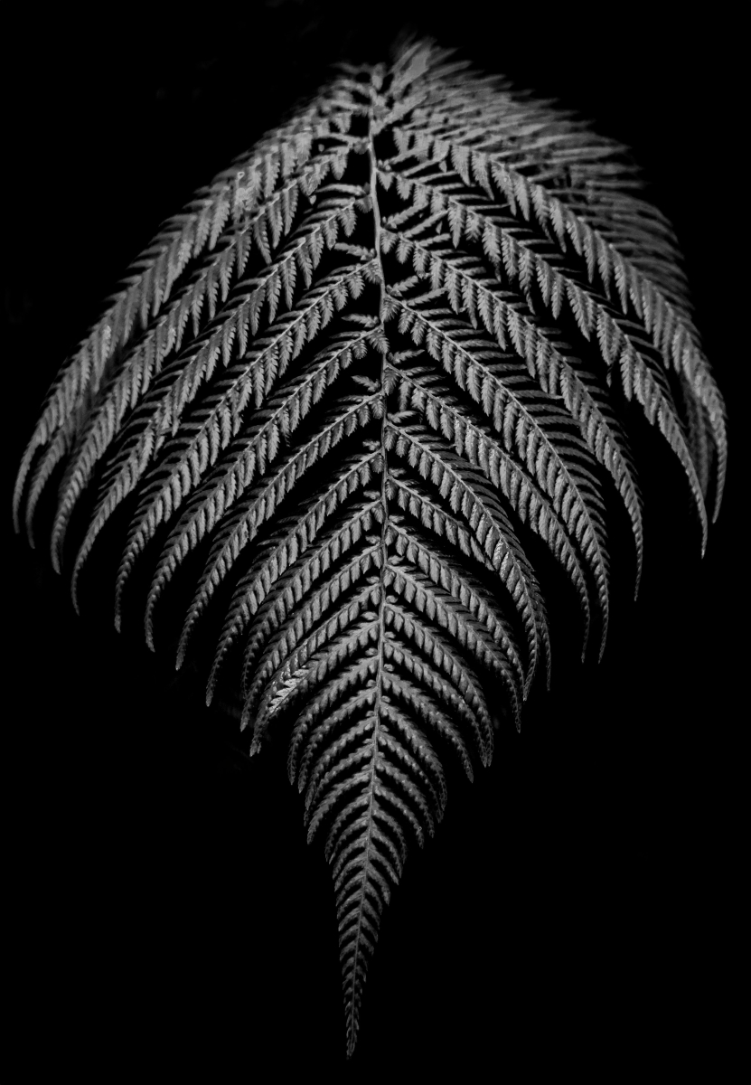 TREE FERN LEAF by Christine Sweeney