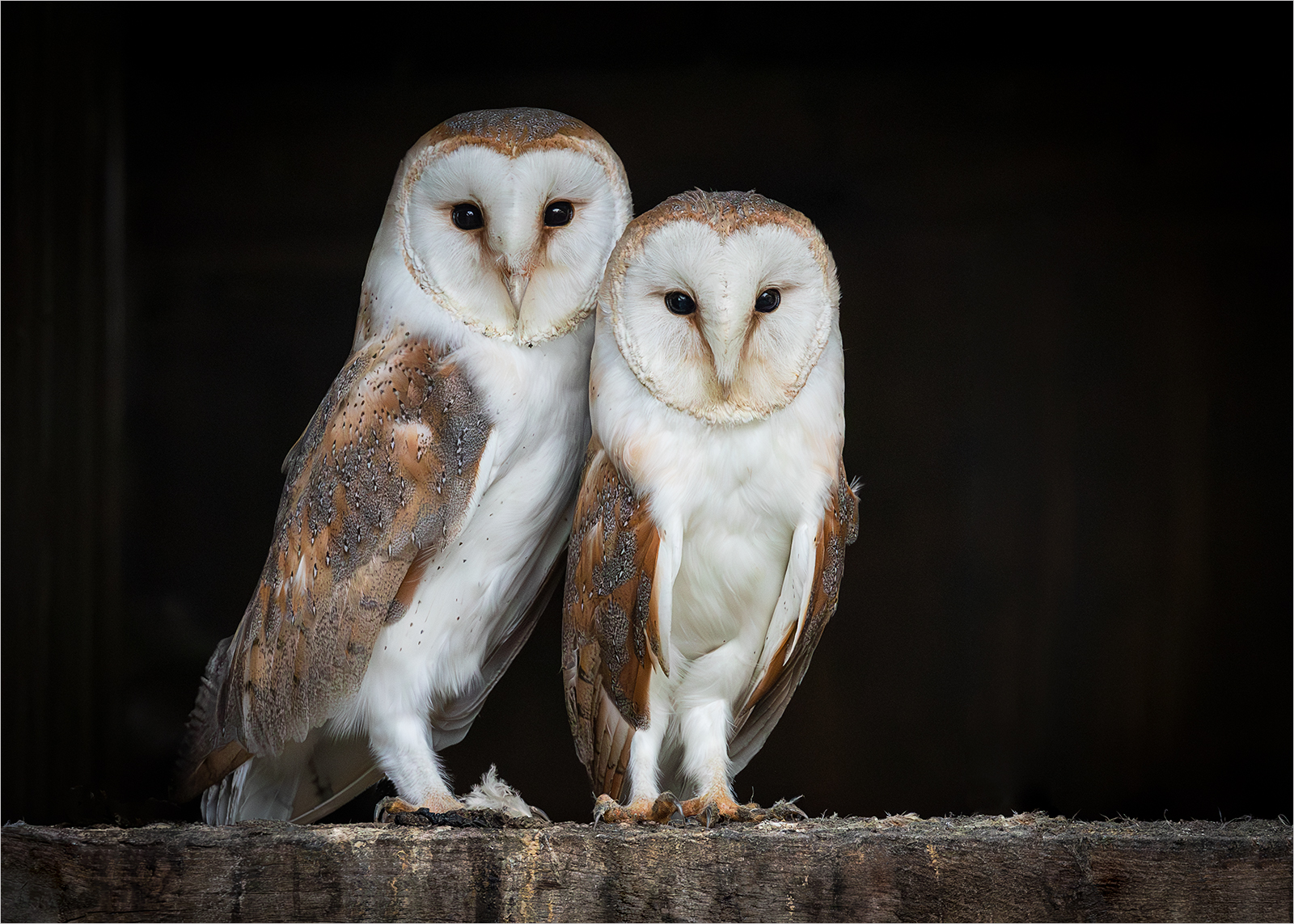 BARN OWLS ON RAFTER by Sue Hartley