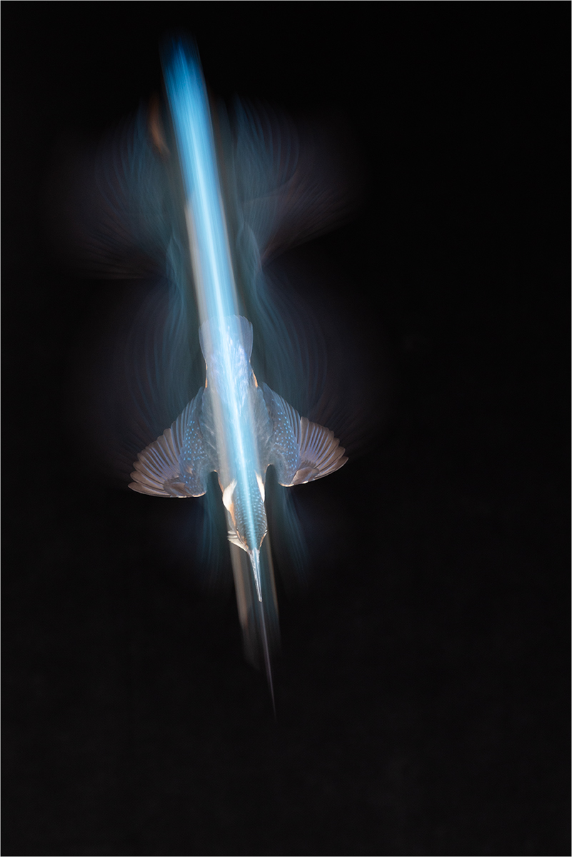 DIVING KINGFISHER by Patrick Wallis