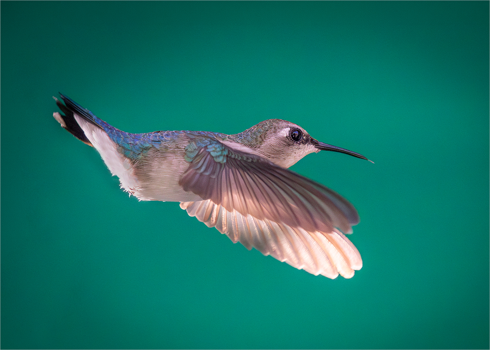 FEMALE BEE HUMMINGBIRD, CUBA by Sue Hartley