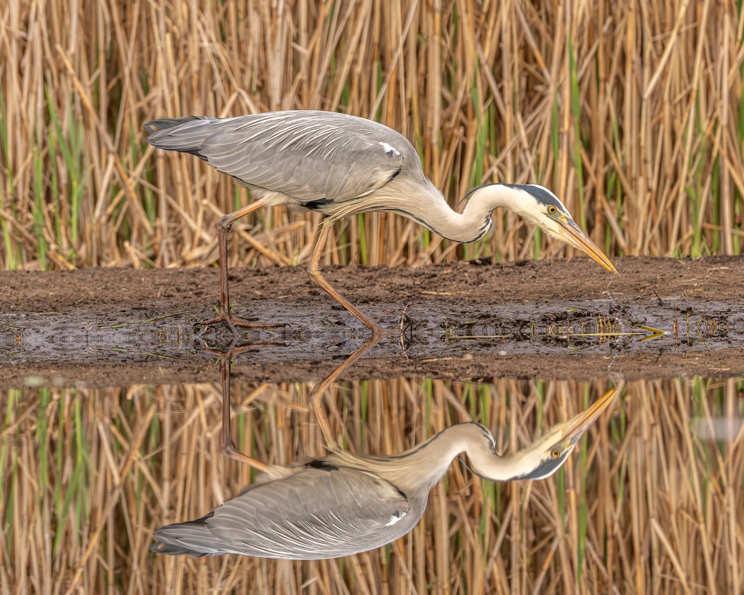 HERON PLUS REFLECTION by Patrick Wallis