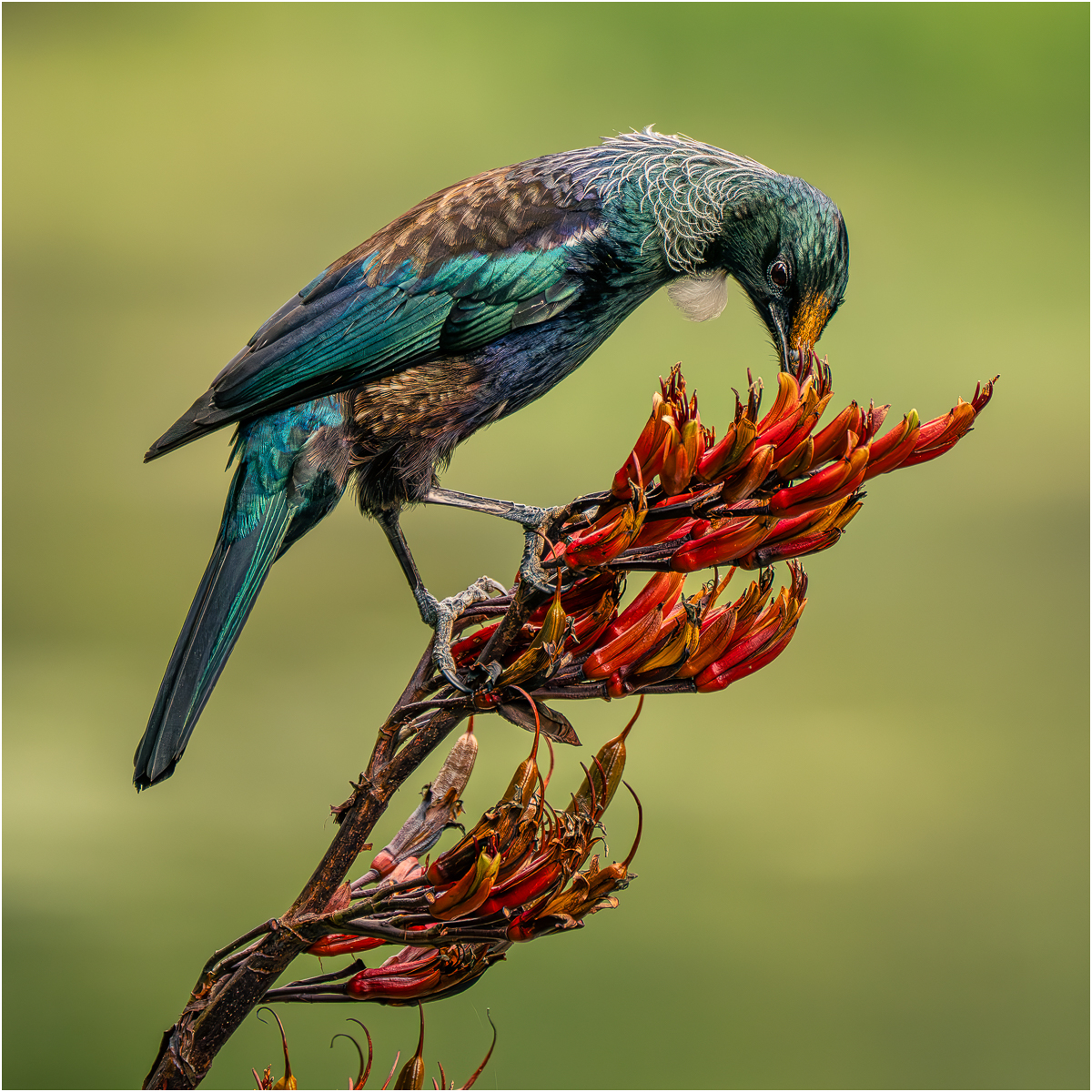 tui on flax