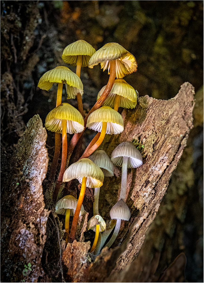 BONNET FUNGI by Sue Jackson