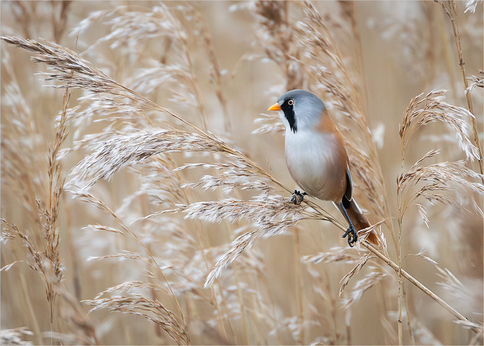 MALE BEARDED REEDLING by Sue Hartley