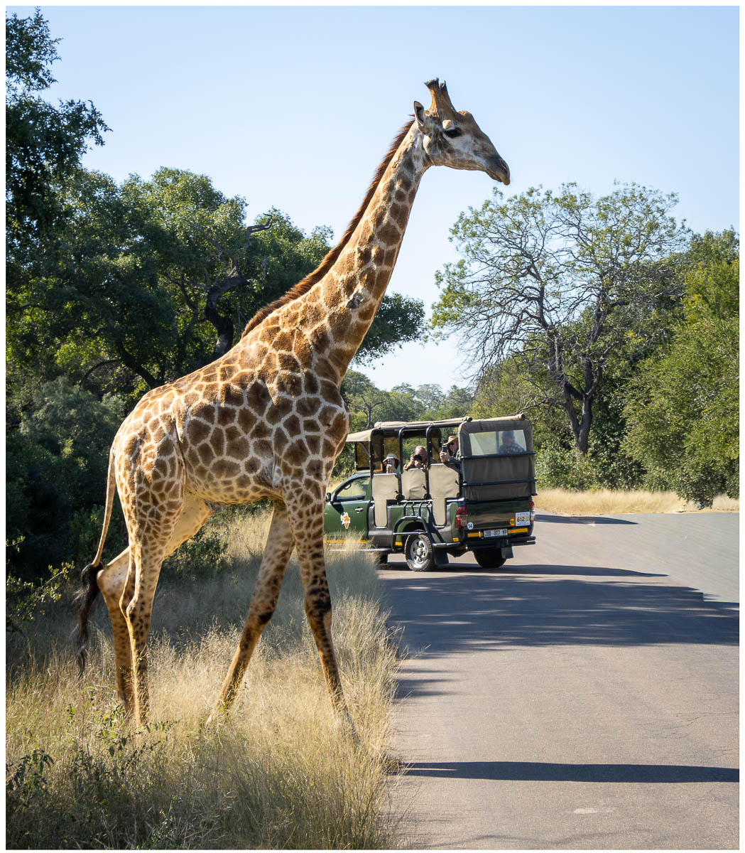 NOT A ZEBRA CROSSING by Sally Herbert