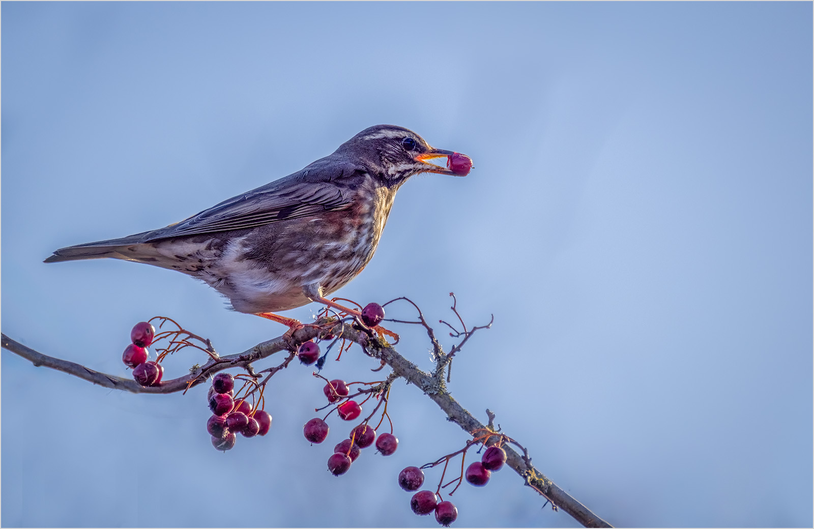 REDWING WITH BERRY by Nigel Stewart