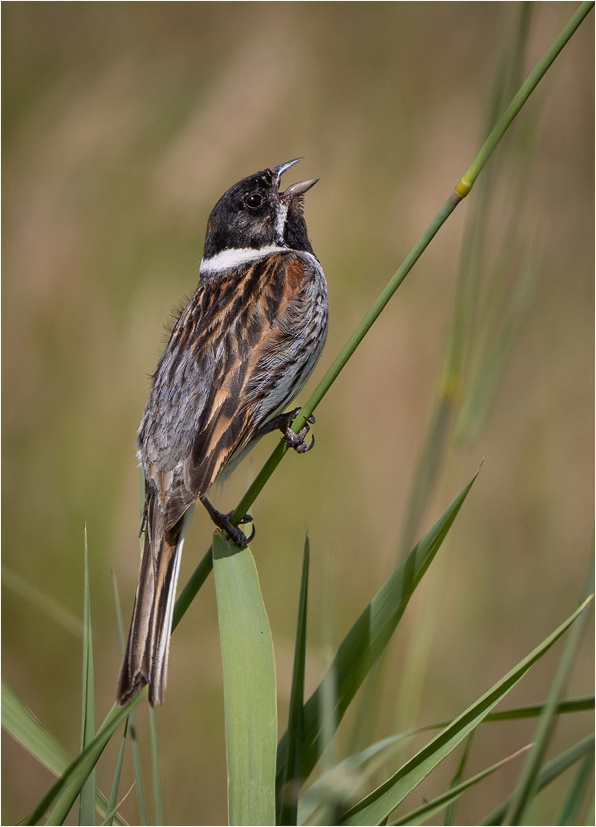REED BUNTING CALLING by Sally Herbert