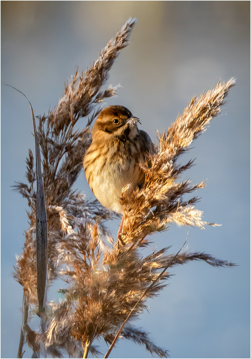 SEDGE WARBLER WITH GRUBS by Nigel Stewart
