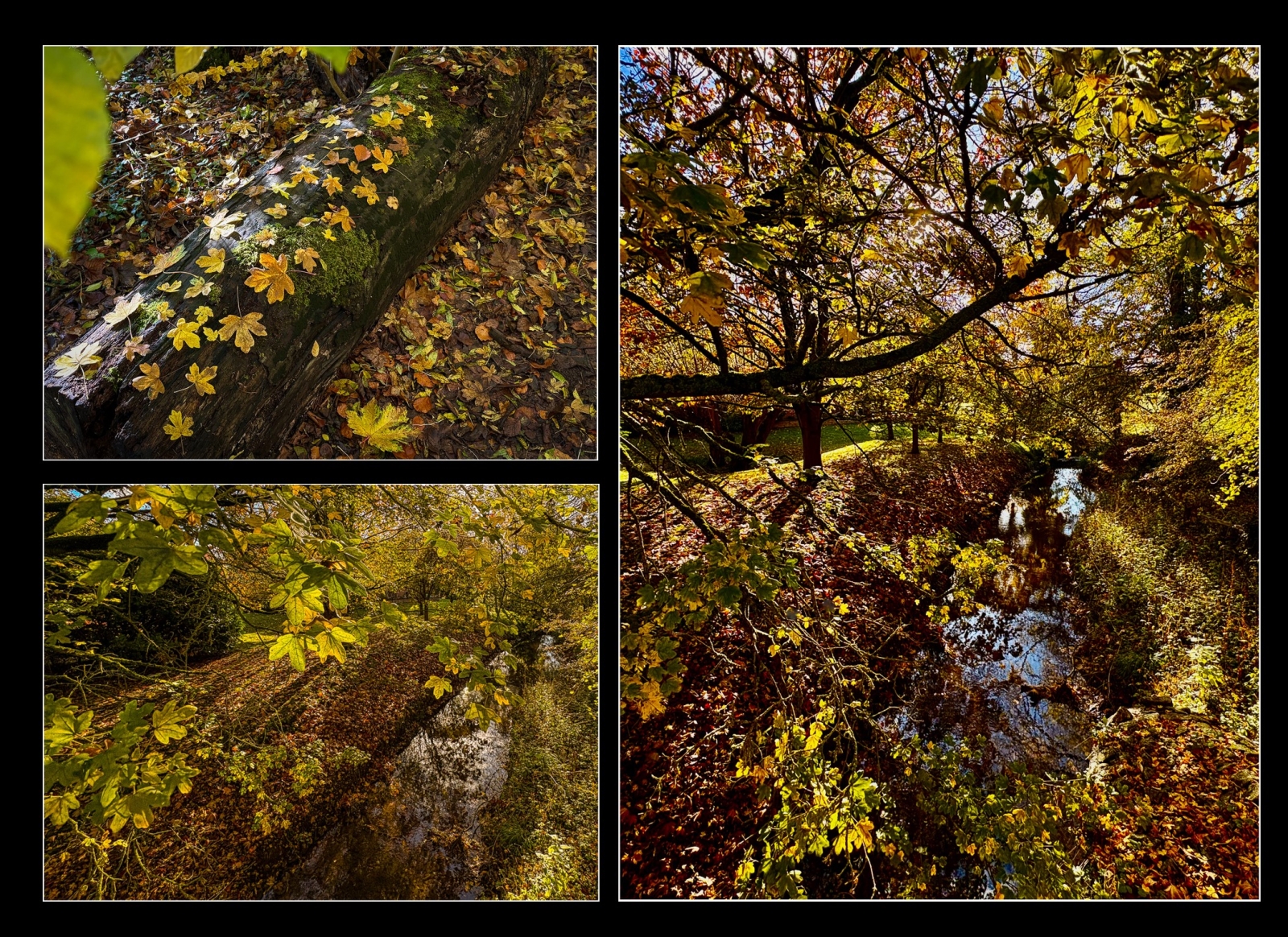 AUTUMN WOODS by Andy Gibbons