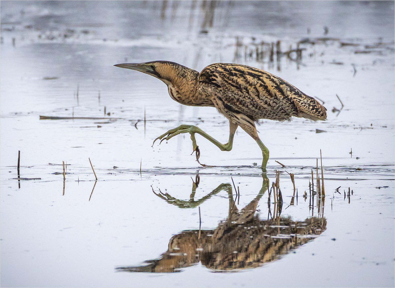 BITTERN WITH REFLECTION by Sue Hartley