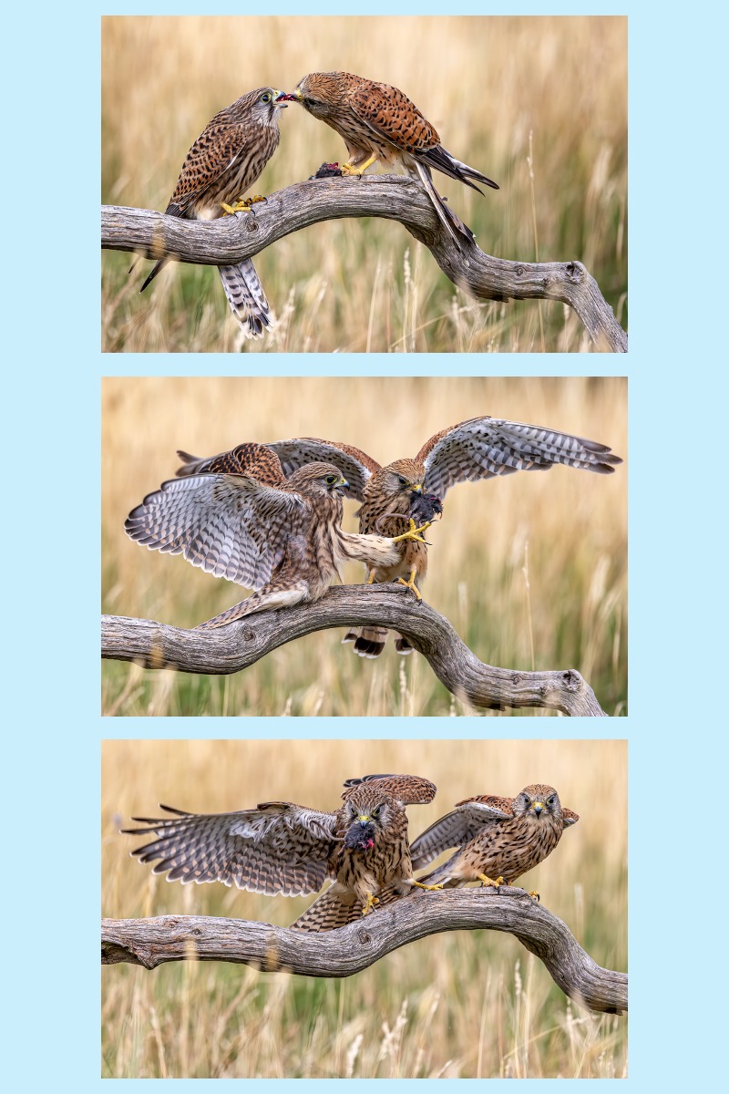 FEED ME GIVE ME GOT IT by Patrick Wallis