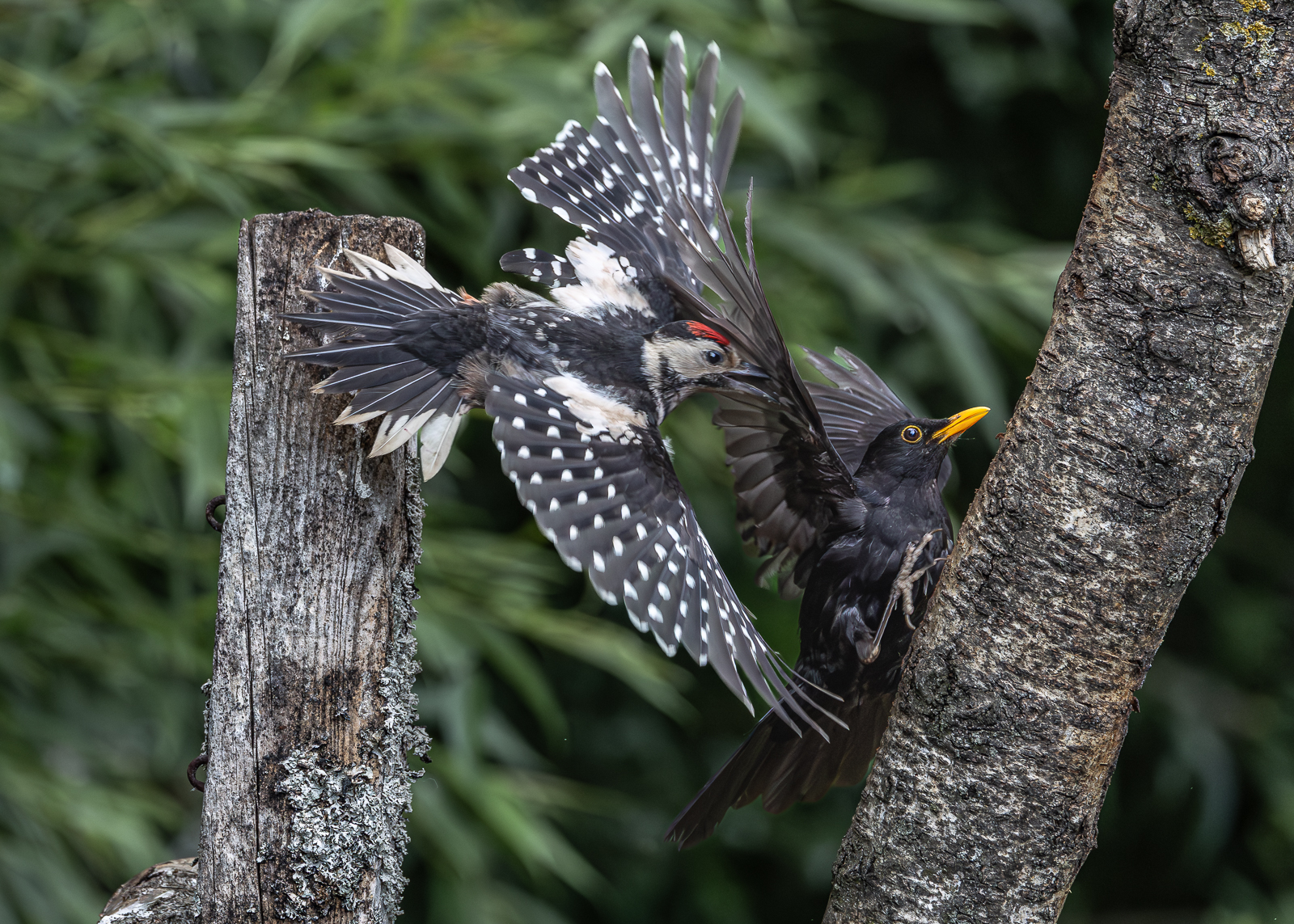 GREATER SPOTTED WOODPECKER AND BLACKBIRD by Patrick Wallis