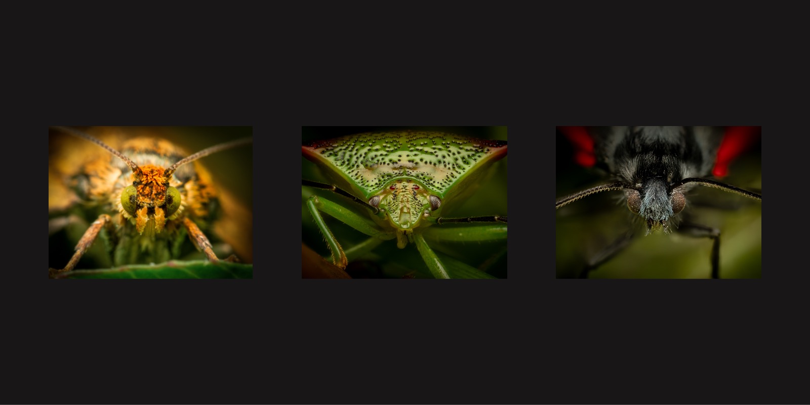NATURE'S TINY TITANS by Angela Savage