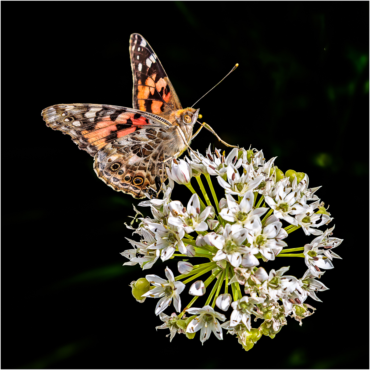 PAINTED LADY ON ALLIUM by Jack Worsnop