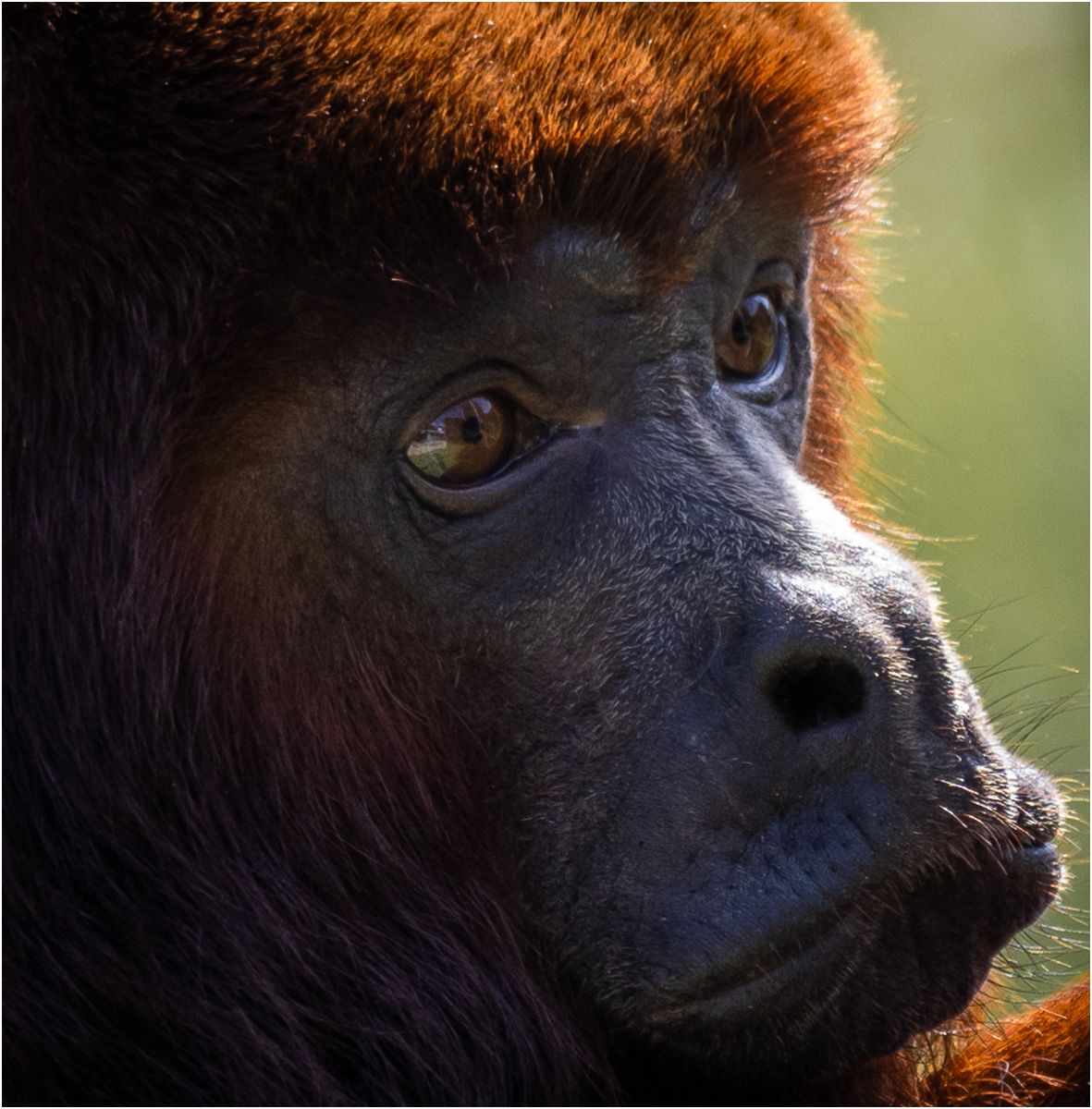 SORROW by Sally Herbert